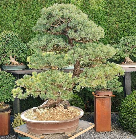 bonsai ebay kleinanzeigen.